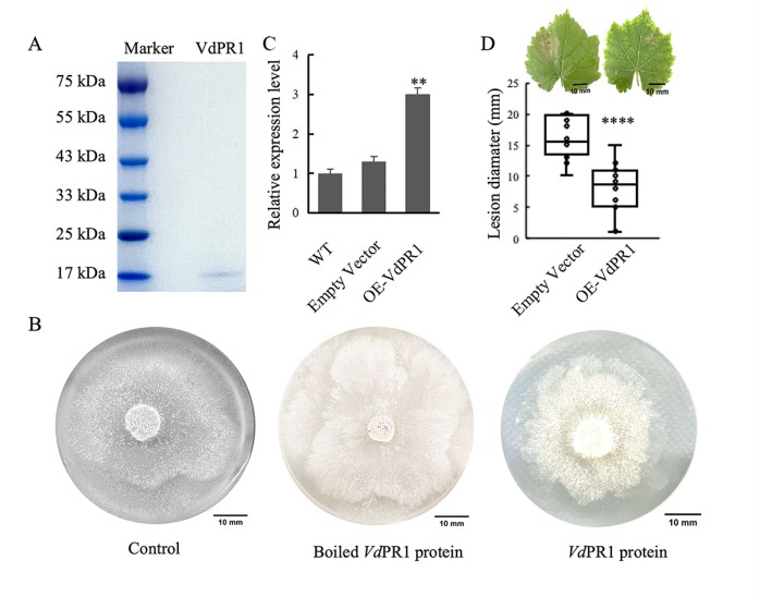 Functional analysis of PR1 gene.jpg