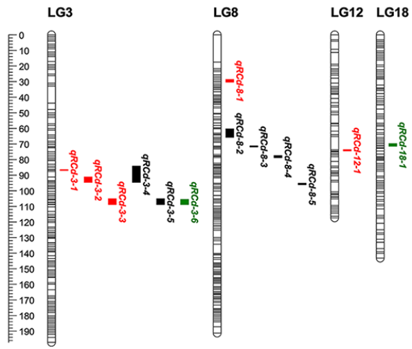 QTLs results in the integrated map.png