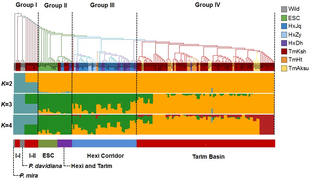 Phylogenetic tree and model-based clustering of 161 peach accessions.jpg