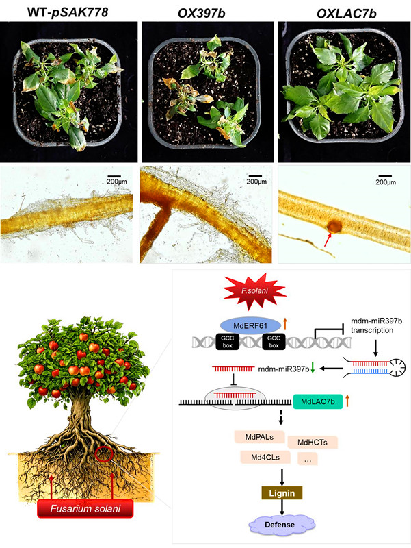 The phenotypic and molecular mechanisms of module regulation for apple replant disease resistance.jpg