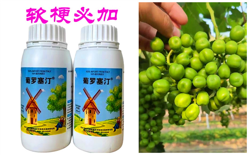 “葡罗塞汀”产品与软梗效果.jpg