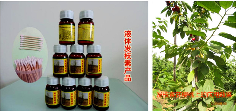 发枝素_副本.jpg