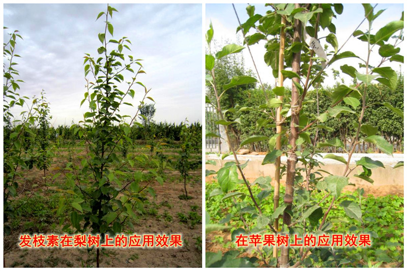 发枝素1_副本.jpg