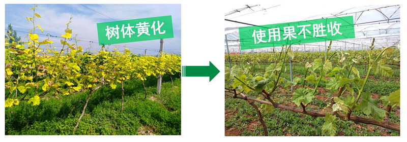 果树促进生根_副本.jpg
