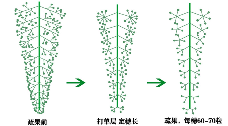 葡萄高效花果调控技术