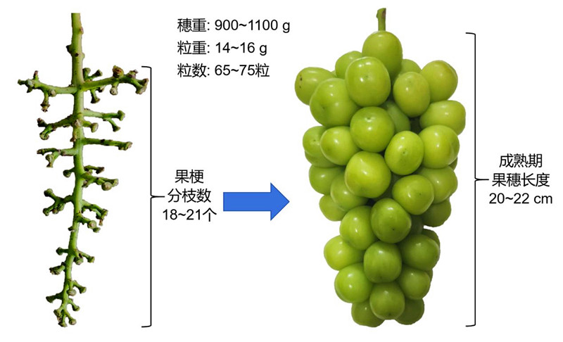 ‘阳光玫瑰’葡萄“高省优”生产技术