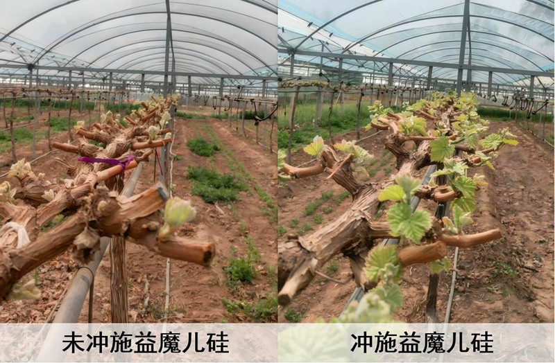 使用益魔儿硅葡萄春季萌芽整齐健壮_副本.jpg