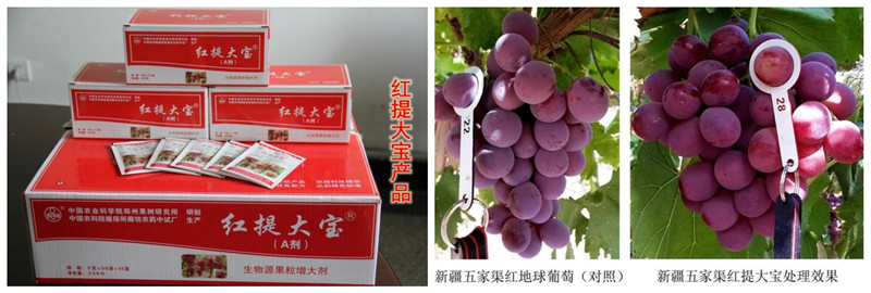 红提大宝_副本.jpg