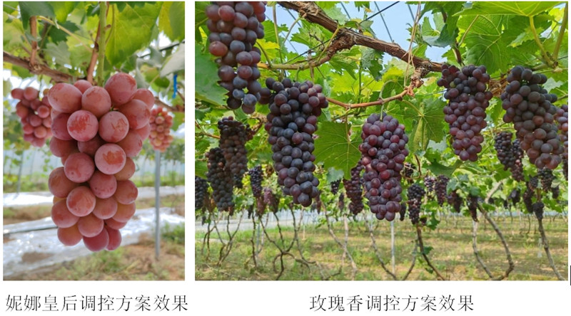 妮娜皇后_副本.jpg