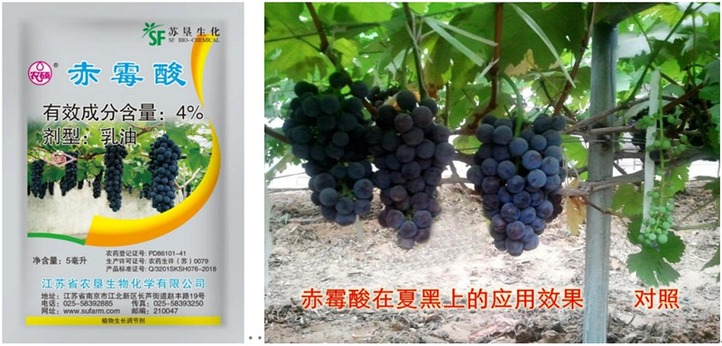 赤霉酸_副本.jpg