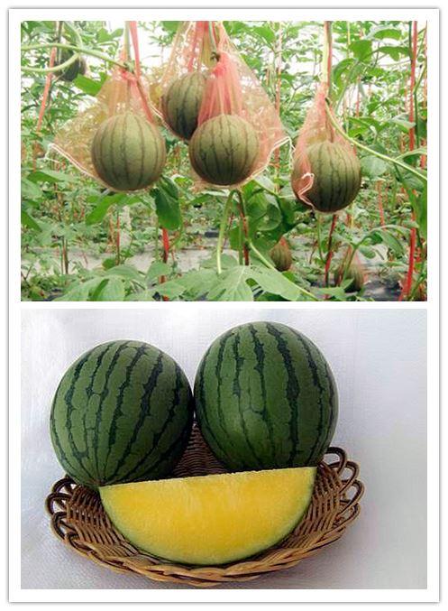 特点特性:设施专用品种,精品小果型无籽西瓜,全生育期约100天(春季)