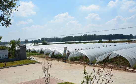 河南省西瓜产业科技特派员服务团赴夏邑县开展工作