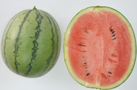 郑果所在西瓜果实形状研究及酸味西瓜选育方面取得重要进展